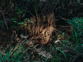 Fern plant