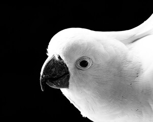 A black and white close-up of a Sulphur-crested cockatoo (Cacatua galerita) in North Sydney, New...