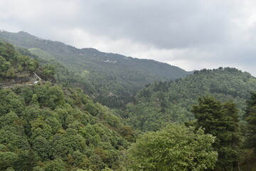 Fototapeta premium forest in the mountains