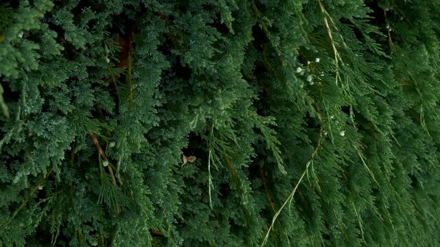 Close up of a  juniper trees branches