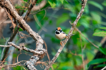 Black-throated bushtit or Aegithalos concinnus in Munsyari, Uttarakhand,India