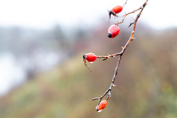 A rose bush with red berries covered in raindrops