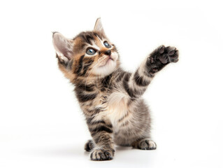 Adorable Playful Kitten Captured on a Pristine White Background