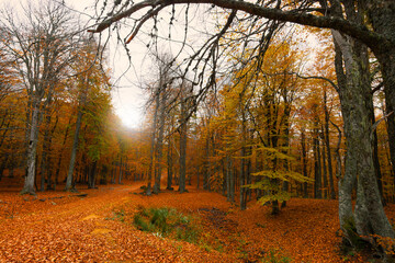 Image of colorful leaves falling down from tree branches in autumn. (Yedigöller). Yedigoller National Park, Bolu, Istanbul. Turkey.
