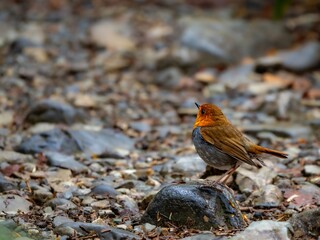森の中で地面に降りてエサを探しているコマドリの雄