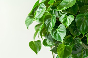 Obraz premium Heart-leaf Philodendron (Philodendron hederaceum)in Flowerpot Closeup, Philodendron Macro House Plant