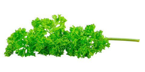 Obraz premium leaves parsley isolated on white background