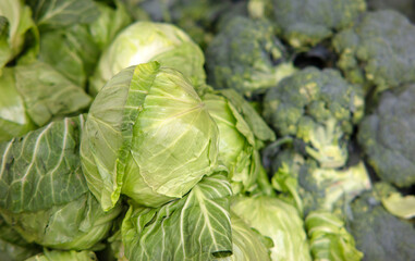 Obraz premium fresh cabbage