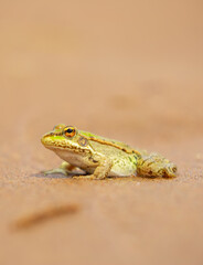 The frog sits on the sand on the shore of the lake. Beautiful wildlife landscape with place for text. The concept of protecting wildlife and ecology.