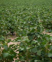 Close-up of lush green soybean plants in an agricultural field, highlighting dense foliage and healthy growth in a rural setting