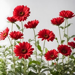set of red poppies