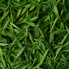 Naklejka premium Tarragon texture background, estragon leaf banner, Artemisia dracunculus pattern, fresh herbal leaves