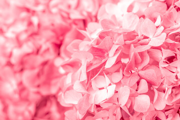 Pink flowers close up. Bouquet of red flowers. City flower beds, a beautiful and well-groomed garden with flowering bushes.