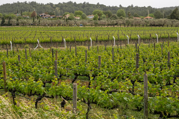 Beautiful vineyards at sunset in Urla, izmir. High quality photo