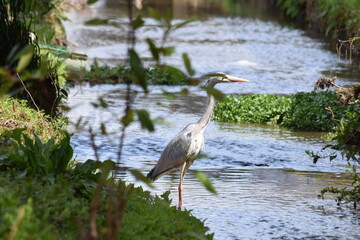 野生のアオサギ