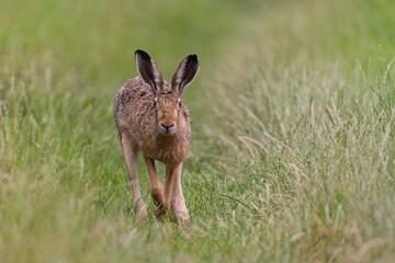 A european  hare runs along a dirt road directly towards the lens. Closeup portrait of a hare.  Lepus europaeus