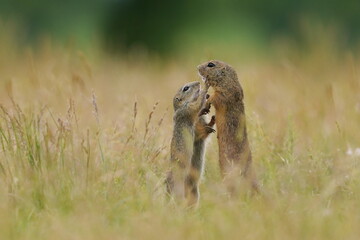 Three cute young european ground squirrel poses on the field. Spermophilus citellus