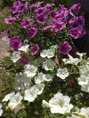 flower, flowers, summer, nature