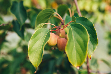 Abundant harvest of juicy mini kiwi fruits on a branch among green leaves 