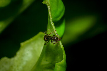 Ants and aphids on the branches of a tree. Macro
