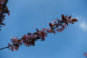 Bright blue sky and branch of blossoming Prunus pissardii in April