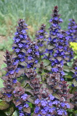 Close view of violet flowers of Ajuga reptans in mid May