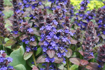 Closeup of violet flowers of Ajuga reptans in mid May