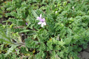 Pair of light pink flowers of Erodium cicutarium in April