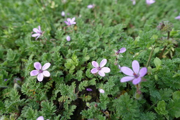 Pastel pink flowers of Erodium cicutarium in April