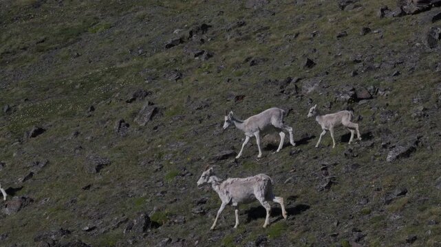 Dall Sheep Ewes And Lamb Walking On Slope At Sheep Mountain In Kluane National Park, Yukon, Canada. high angle, tracking shot