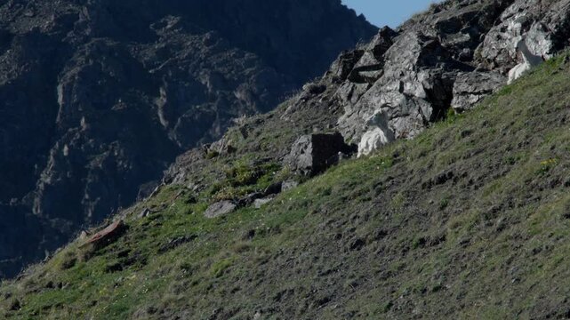 Side View Of Thinhorn Sheep Ruminating Behind Rocks At Sheep Mountain, Kluane National Park, Yukon, Canada. wide shot