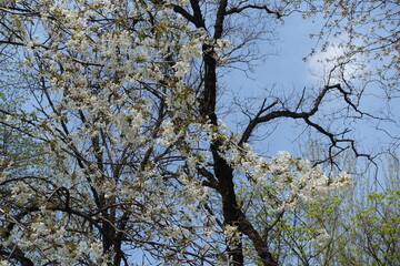 Sky and blossoming sweet cherry tree in April