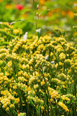 Limonium bonduellei in the garden