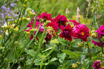 Fototapeta premium dahlia flowers in the garden
