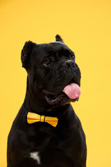 Portrait of Italian Cane Corso breed on a yellow background.