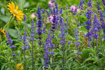 salvia superba a in the garden