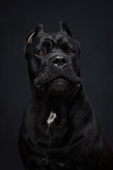 Portrait of Italian Cane Corso breed on a black background 