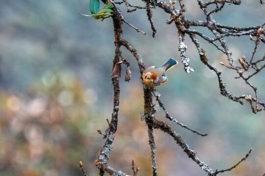 chestnut-tailed minla or Actinodura strigula in Munsyari in Uttarakhand, India