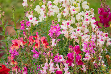Obraz premium Antirrhinum flowers in the garden