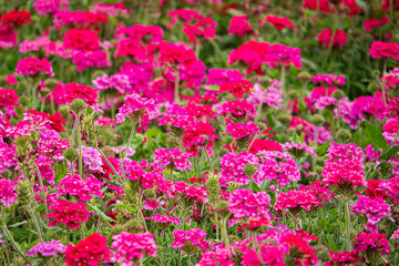 verbena flowers in the garden