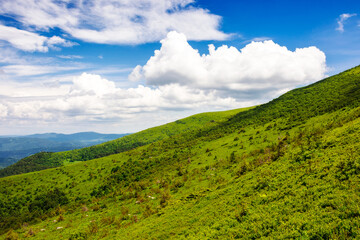 Obraz premium grassy slopes of carpathian mountain smooth in summer. alpine scenery of ukraine in the afternoon. sunny weather