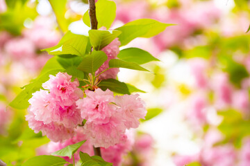 Sakura. Cherry blossom, branches with flowers sway in the wind. Pink flowers of the sakura tree. Spring landscape with flowering trees. Beautiful nature on a sunny day.