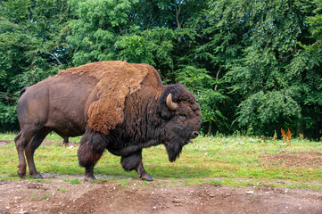 Big bison bull stands in a field.