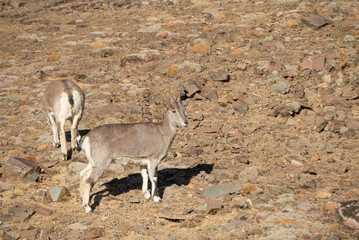 the Pseudois nayaur/Tibet antelope in Tibet