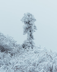 사람 모양의 상고대