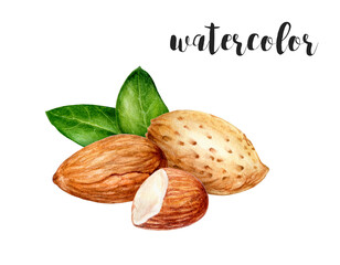 Watercolor Almond Nuts and Leaves Illustration for art, autumn, botanical, food, and nature themes