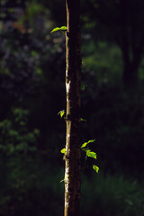 햇빛을 받은 나무