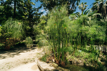 green cyperus papyrus plant background