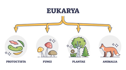 Eukaryotes and eukarya as enclosed nucleus organisms division outline diagram, transparent background. Labeled educational scheme with protoctista, fungi. © VectorMine