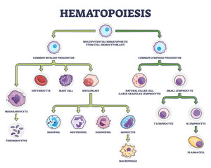 Hematopoiesis as blood cellular components formation outline diagram, transparent background. Labeled educational scheme with common myeloid and lymphoid progenitor illustration.